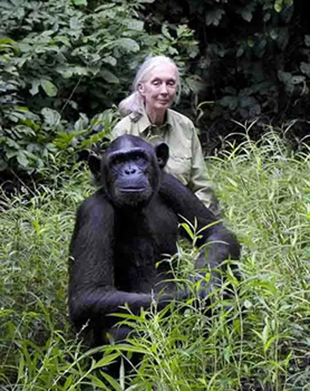 jane goodall